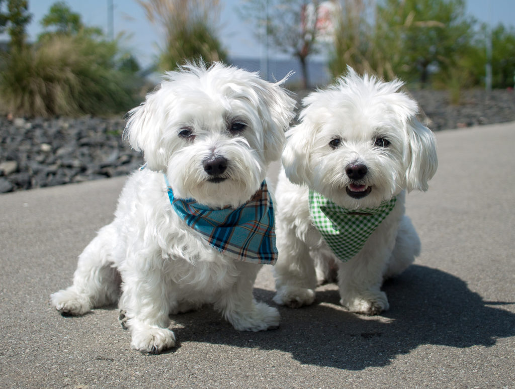 Tierfotografie Hunde mit Halstuch outdoor