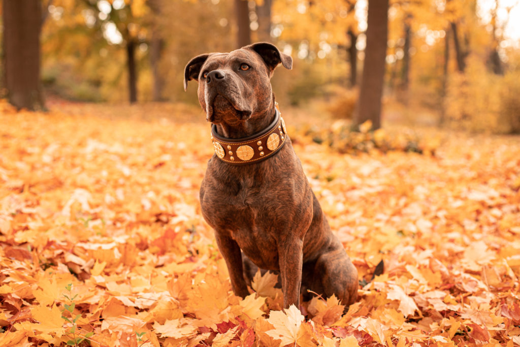 Tierfotografie, Hund im Herbstlaub