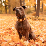 Tierfotografie, Hund im Herbstlaub