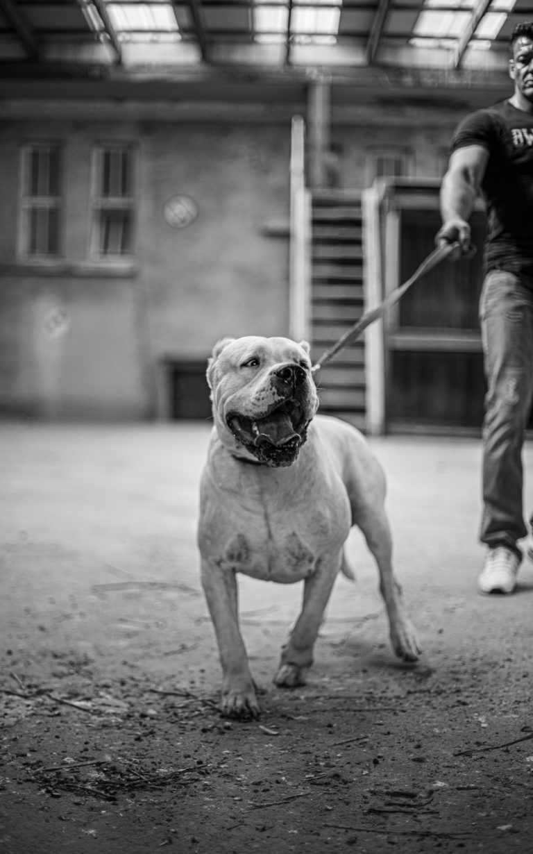 Tierfotografie Hundeshooting