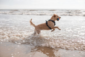 Urlaubsfoto Hunde