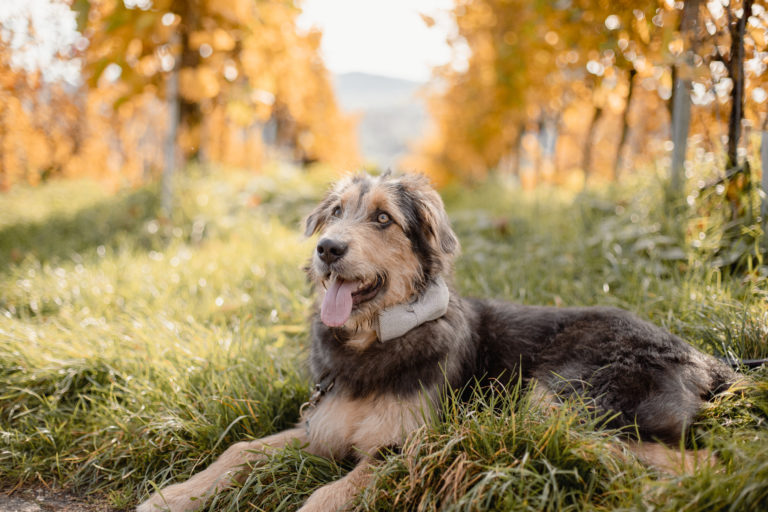 Tierfotografie Hunde Shooting