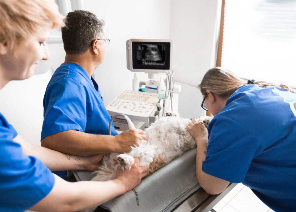 Ultraschall beim Hund, Tierarzt