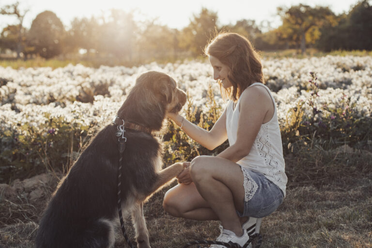 dog with owner, photoshooot in a cornfield